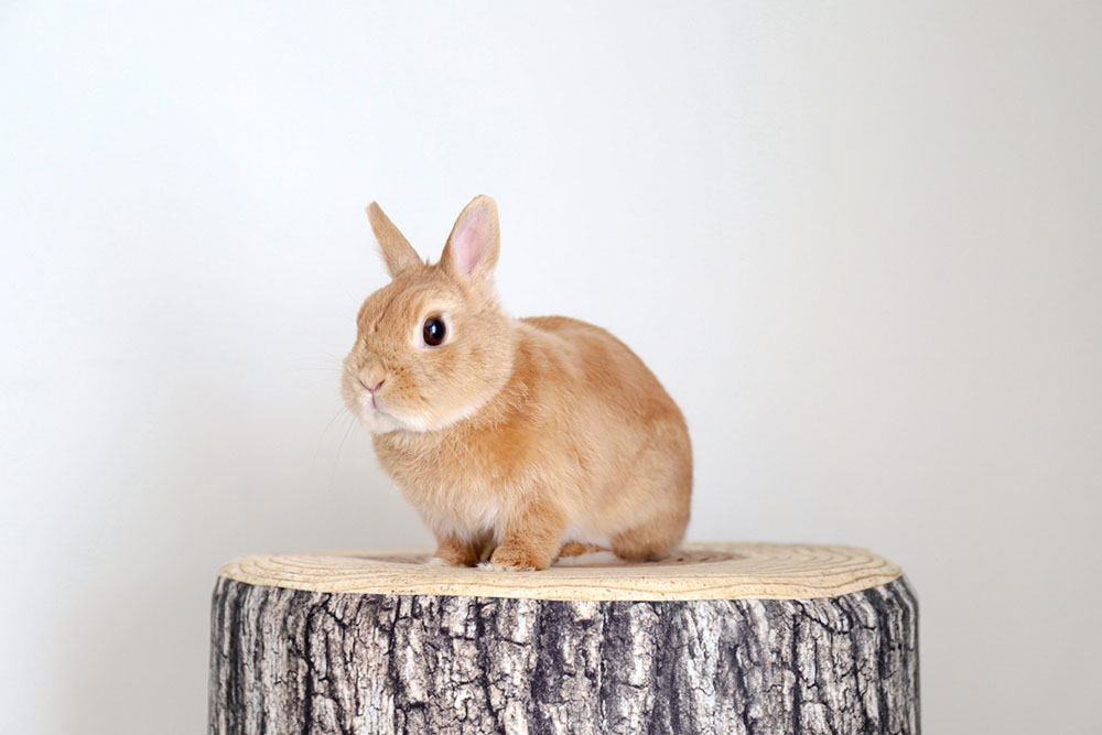 うさぎと食事について！